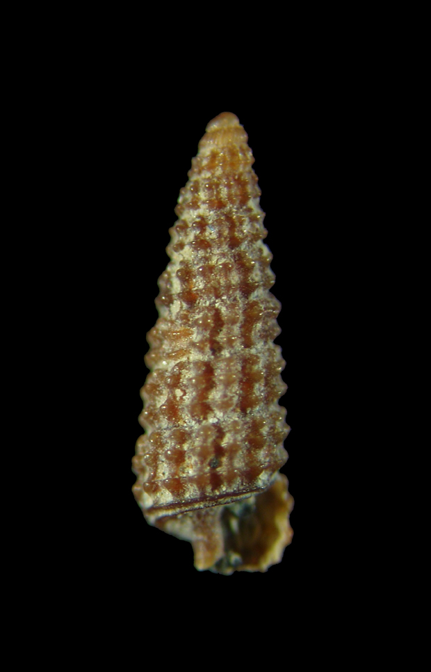 Dubbio su Cerithiopsis